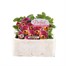 Viola F1 Pineapple Crush 6 Pack Boxed Bedding  Alternative Image