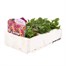 Viola F1 Pineapple Crush 6 Pack Boxed Bedding  Alternative Image