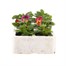 Viola F1 Pineapple Crush 6 Pack Boxed Bedding  Alternative Image