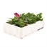 Viola F1 Pineapple Crush 6 Pack Boxed Bedding  Alternative Image