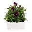 Viola F1 Plum Velvet 6 Pack Boxed BeddingAlternative Image1