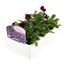 Viola F1 Plum Velvet 6 Pack Boxed BeddingAlternative Image2