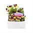 Viola F1 Sunny Royale 6 Pack Boxed Bedding Alternative Image