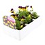 Viola F1 Sunny Royale 6 Pack Boxed Bedding Alternative Image