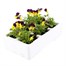 Viola F1 Sunny Royale 6 Pack Boxed Bedding Alternative Image