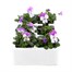 Viola F1 White With Rose Wing 6 Pack Boxed BeddingAlternative Image2