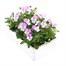 Viola F1 White With Rose Wing 6 Pack Boxed BeddingAlternative Image4