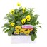 Viola F1 Yellow Blotch 6 Pack Boxed Bedding Alternative Image