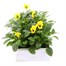 Viola F1 Yellow Blotch 6 Pack Boxed Bedding Alternative Image