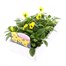 Viola F1 Yellow Blotch 6 Pack Boxed Bedding Alternative Image