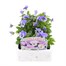 Viola F1 Yesterday Today Tomorrow 6 Pack Boxed Bedding Alternative Image