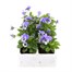 Viola F1 Yesterday Today Tomorrow 6 Pack Boxed Bedding Alternative Image