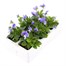 Viola F1 Yesterday Today Tomorrow 6 Pack Boxed Bedding Alternative Image