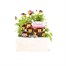 Viola F1 Red Yellow Face 6 Pack Boxed Bedding  Alternative Image