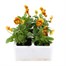 Viola F1 Honey Bee 6 Pack Boxed BeddingAlternative Image2