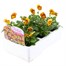 Viola F1 Honey Bee 6 Pack Boxed BeddingAlternative Image3