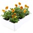 Viola F1 Honey Bee 6 Pack Boxed BeddingAlternative Image4