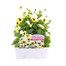 Viola F1 Lemon Ice Blotch 6 Pack Boxed Bedding Alternative Image