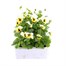 Viola F1 Lemon Ice Blotch 6 Pack Boxed Bedding Alternative Image