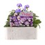 Viola F1 Magnifico 6 Pack Boxed BeddingAlternative Image1