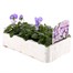 Viola F1 Magnifico 6 Pack Boxed BeddingAlternative Image3