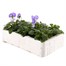 Viola F1 Magnifico 6 Pack Boxed BeddingAlternative Image4