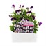 Viola F1 Mickey 6 Pack Boxed Bedding Alternative Image