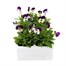 Viola F1 Mickey 6 Pack Boxed Bedding Alternative Image