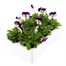 Viola F1 Mickey 6 Pack Boxed Bedding Alternative Image