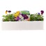 Viola Mixed 20 Pack Boxed Bedding Alternative Image