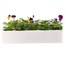 Viola Mixed 20 Pack Boxed Bedding Alternative Image