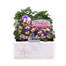 Viola F1 Peach Duet 6 Pack Boxed Bedding Alternative Image