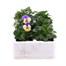 Viola F1 Peach Duet 6 Pack Boxed Bedding Alternative Image