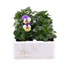 Viola F1 Peach Duet 6 Pack Boxed BeddingAlternative Image2