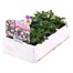 Viola F1 Peach Duet 6 Pack Boxed BeddingAlternative Image3