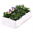 Viola F1 Peach Duet 6 Pack Boxed Bedding Alternative Image