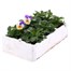 Viola F1 Peach Duet 6 Pack Boxed BeddingAlternative Image4