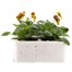 Viola F1 Angel Tiger Eye 6 Pack Boxed Bedding Alternative Image