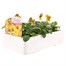 Viola F1 Angel Tiger Eye 6 Pack Boxed Bedding Alternative Image