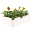 Viola F1 Angel Tiger Eye 6 Pack Boxed Bedding Alternative Image