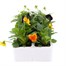 Viola F1 Tricky Halloween Mixed 6 Pack Boxed Bedding Alternative Image
