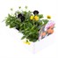 Viola F1 Tricky Halloween Mixed 6 Pack Boxed Bedding Alternative Image