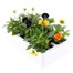 Viola F1 Tricky Halloween Mixed 6 Pack Boxed Bedding Alternative Image