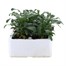 Wallflower Aida Carmine 6 Pack Boxed Bedding Alternative Image