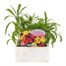 Wallflower Aida Mixed 6 Pack Boxed Bedding Alternative Image