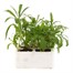 Wallflower Aida Mixed 6 Pack Boxed Bedding Alternative Image