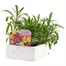 Wallflower Aida Mixed 6 Pack Boxed Bedding Alternative Image