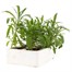 Wallflower Aida Mixed 6 Pack Boxed Bedding Alternative Image