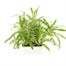 Wallflower Golden Bedder 6 Pack Boxed Bedding Alternative Image