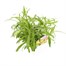 Wallflower Golden Bedder 6 Pack Boxed Bedding Alternative Image